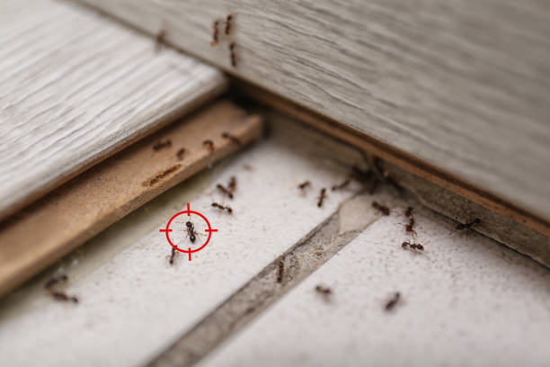 Best Termite Control Services  in Audubon, PA