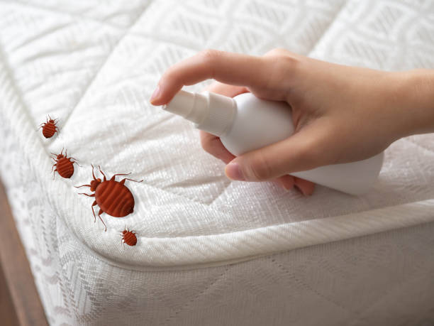 Best Termite Control Services  in Audubon, PA